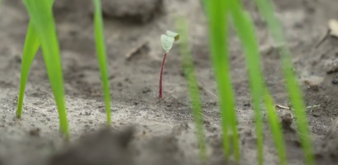 ELEDURA herbicidas: Lukšių ŽŪB patirtis